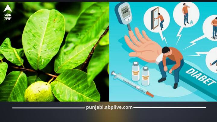 ਅਮਰੂਦ ਦੇ ਪੱਤੇ ਸਿਰਫ਼ ਫਲ ਦੇ ਨਾਲ ਹੀ ਨਹੀਂ, ਸਿਹਤ ਲਈ ਵੀ ਬਹੁਤ ਲਾਹੇਵੰਦ ਹੁੰਦੇ ਹਨ। ਅਕਸਰ ਲੋਕ ਇਨ੍ਹਾਂ ਪੱਤਿਆਂ ਨੂੰ ਨਜ਼ਰਅੰਦਾਜ਼ ਕਰ ਦਿੰਦੇ ਹਨ, ਪਰ ਇਹ ਦਵਾਈ ਵਾਂਗ ਕੰਮ ਕਰਦੇ ਹਨ। ਅਮਰੂਦ ਦੇ ਪੱਤਿਆਂ ਦਾ ਕਾੜਾ ਜਾਂ ਪਾਣੀ ਪੀਣ ਨਾਲ...