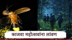 काजव्यांचं विलक्षण दृश्य यंदा फिकं पडलं, भंडारदऱ्यात मान्सूनच्या लवकर आगमनामुळे पर्यटकांची निराशा