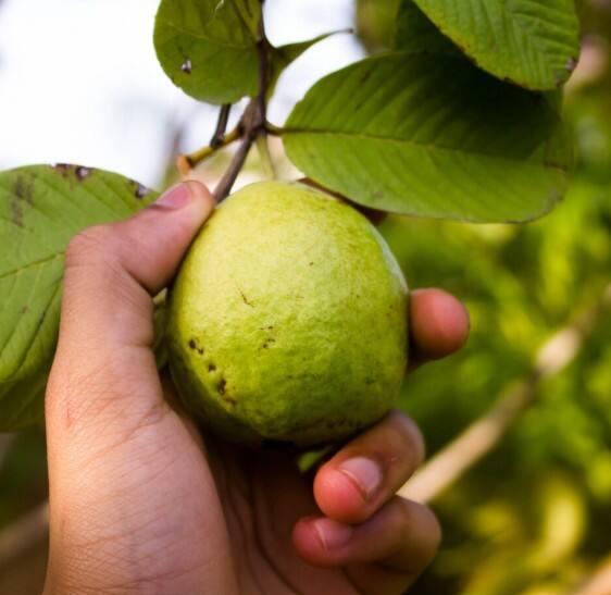 ਜੇ ਵਜ਼ਨ ਘਟਾਉਣ ਦਾ ਕੁਦਰਤੀ ਤਰੀਕਾ ਲੱਭ ਰਹੇ ਹੋ ਤਾਂ ਅਮਰੂਦ ਦੇ ਪੱਤੇ ਜ਼ਰੂਰ ਅਜ਼ਮਾਓ। ਇਹ ਪੂਰੀ ਤਰ੍ਹਾਂ ਵਜ਼ਨ ਘਟਾਉਣ ਵਿੱਚ ਮਦਦ ਕਰਦੇ ਹਨ। ਨਾਲ ਹੀ ਇਹ ਸ਼ੂਗਰ ਦੀ ਕ੍ਰੇਵਿੰਗ ਨੂੰ ਵੀ ਕੰਟਰੋਲ ਕਰਦੇ ਹਨ।