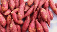 શક્કરીયાનું સેવન તમને આપશે આ ગજબના ફાયદાઓ, આજે જ ડાયેટમાં કરો સામેલ