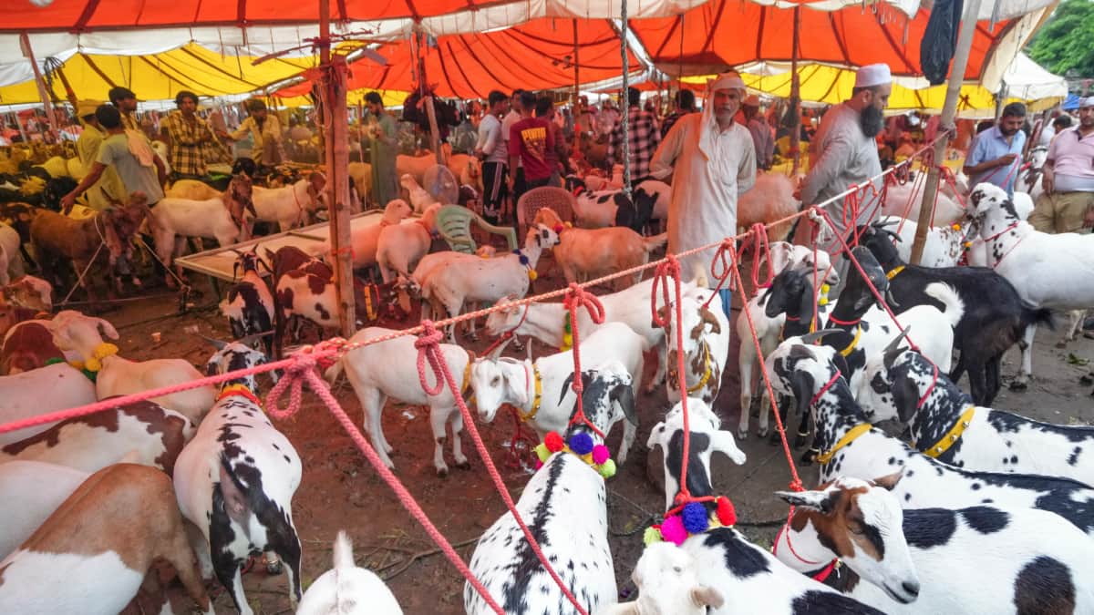 बकरीद पर दी मवेशियों की अवैध कुर्बानी, इस राज्य ने लिया बड़ा एक्शन, 16 लोग गिरफ्तार