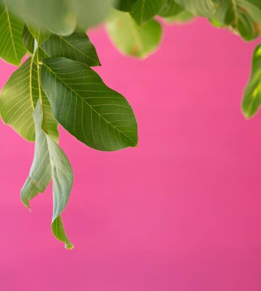 ਅਮਰੂਦ ਦੇ ਪੱਤੇ ਸਿਰਫ਼ ਫਲ ਦੇ ਨਾਲ ਹੀ ਨਹੀਂ, ਸਿਹਤ ਲਈ ਵੀ ਬਹੁਤ ਲਾਹੇਵੰਦ ਹੁੰਦੇ ਹਨ। ਅਕਸਰ ਲੋਕ ਇਨ੍ਹਾਂ ਪੱਤਿਆਂ ਨੂੰ ਨਜ਼ਰਅੰਦਾਜ਼ ਕਰ ਦਿੰਦੇ ਹਨ, ਪਰ ਇਹ ਦਵਾਈ ਵਾਂਗ ਕੰਮ ਕਰਦੇ ਹਨ। ਅਮਰੂਦ ਦੇ ਪੱਤਿਆਂ ਦਾ ਕਾੜਾ ਜਾਂ ਪਾਣੀ ਪੀਣ ਨਾਲ ਸ਼ੂਗਰ ਕੰਟਰੋਲ ਹੋ ਸਕਦੀ ਹੈ ਅਤੇ ਪਾਚਨ ਪ੍ਰਣਾਲੀ ਵੀ ਮਜ਼ਬੂਤ ਬਣਦੀ ਹੈ। ਇਹ ਇੱਕ ਘਰੇਲੂ ਤੇ ਕੁਦਰਤੀ ਇਲਾਜ ਹੈ ਜੋ ਅੱਜਕੱਲ੍ਹ ਦੇ ਸਮੇਂ ਵਿੱਚ ਕਾਫੀ ਲਾਭਦਾਇਕ ਸਾਬਤ ਹੋ ਰਿਹਾ ਹੈ।