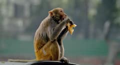 20 लाख की डायमंड ज्वेलरी से भरा बैग लेकर भागा बंदर, घंटों की भागा-दौड़ी के बाद हुआ यह!