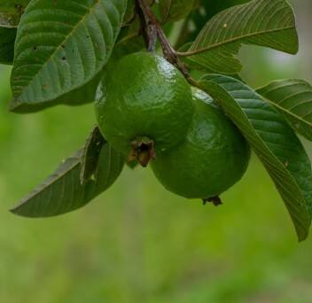 ਅਮਰੂਦ ਦੇ ਪੱਤੇ ਖੂਨ ਵਿੱਚ ਸ਼ੂਗਰ ਦੀ ਮਾਤਰਾ ਨੂੰ ਸਹੀ ਰੱਖਣ ਵਿੱਚ ਮਦਦ ਕਰਦੇ ਹਨ। ਜੇ ਡਾਇਬਟੀਜ਼ ਦੇ ਮਰੀਜ਼ ਇਸਦਾ ਨਿਯਮਤ ਸੇਵਨ ਕਰਦੇ ਹਨ, ਤਾਂ ਉਨ੍ਹਾਂ ਨੂੰ ਖੂਨ ਵਿੱਚ ਸ਼ੂਗਰ ਨੂੰ ਸੰਭਾਲਣ ਵਿੱਚ ਰਾਹਤ ਮਿਲ ਸਕਦੀ ਹੈ।