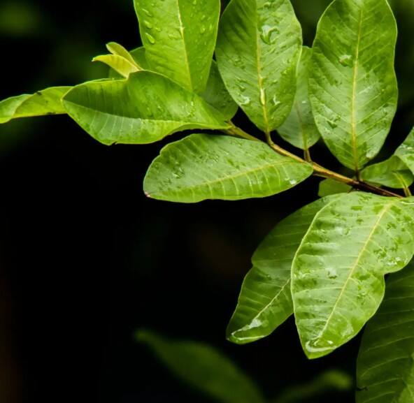 ਇਸ ਵਿੱਚ ਮੌਜੂਦ ਐਂਟੀਓਕਸਿਡੈਂਟਸ ਅਤੇ ਐਂਟੀ-ਇੰਫਲੇਮੈਟਰੀ ਗੁਣ ਤਵਚਾ ਨੂੰ ਚਮਕਦਾਰ ਬਣਾਉਂਦੇ ਹਨ ਅਤੇ ਮੁਹਾਂਸਿਆਂ ਜਾਂ ਤਵਚਾ ਦੀ ਐਲਰਜੀ ਨੂੰ ਦੂਰ ਕਰਨ ਵਿੱਚ ਮਦਦ ਕਰਦੇ ਹਨ।