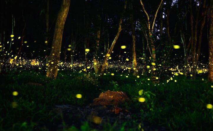 या परिसरामधील पर्यटनावर आधारित व्यावसायिकांचा हंगाम हातातून निसटला आहे. आता पुढील काही दिवसात वातावरण सुधारले तर काजव्यांचे दर्शन घडते का याकडे लक्ष लागलेले आहे.