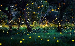 काजव्यांचं विलक्षण दृश्य यंदा फिकं पडलं, भंडारदऱ्यात मान्सूनच्या लवकर आगमनामुळे पर्यटकांची निराशा