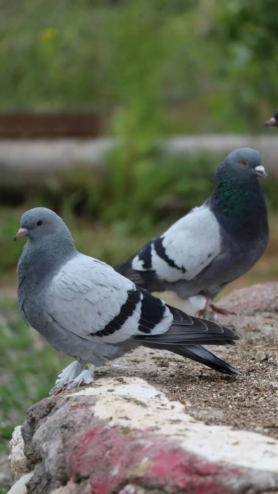 বারান্দায় পায়রার উপদ্রব? এভাবে সমস্যার সমাধান