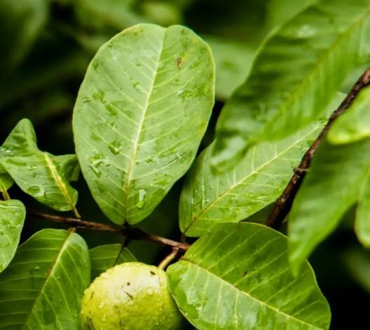 ਜੇ ਤੁਹਾਨੂੰ ਗੈਸ, ਪਾਚਣ ਦੀ ਸਮੱਸਿਆ ਜਾਂ ਪੇਟ ਫੁਲਣ ਦੀ ਦਿਕ਼ਕਤ ਰਹਿੰਦੀ ਹੈ, ਤਾਂ ਅਮਰੂਦ ਦੇ ਪੱਤਿਆਂ ਦਾ ਪਾਣੀ ਪੀਣਾ ਤੁਹਾਡੇ ਲਈ ਬਹੁਤ ਫਾਇਦੇਮੰਦ ਹੈ। ਇਸ ਵਿੱਚ ਮੌਜੂਦ ਐਂਟੀਬੈਕਟੀਰੀਅਲ ਗੁਣਾਂ ਨਾਲ ਅੰਤੜੀਆਂ ਦੀ ਸਫਾਈ ਹੁੰਦੀ ਹੈ ਅਤੇ ਪਾਚਨ ਪ੍ਰਕਿਰਿਆ ਵਿੱਚ ਸੁਧਾਰ ਆਉਂਦਾ ਹੈ।