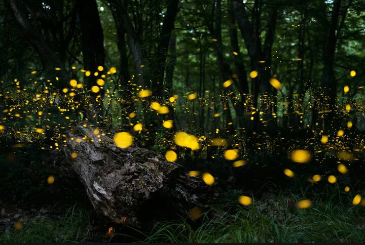 दरवर्षी जून महिन्याच्या सुरुवातीला अहिल्यानगर मधील भंडारदरा रतनवाडी घाटघर आणि कळसुबाई अभयारण्य परिसरात हजारो काजव्यांचा विलक्षण दृश्य दिसतं.