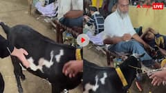 बाजार में बिकने आया 51 लाख का बकरा! कीमती होने की वजह जानकर चौंक उठेंगे आप; देखें वीडियो