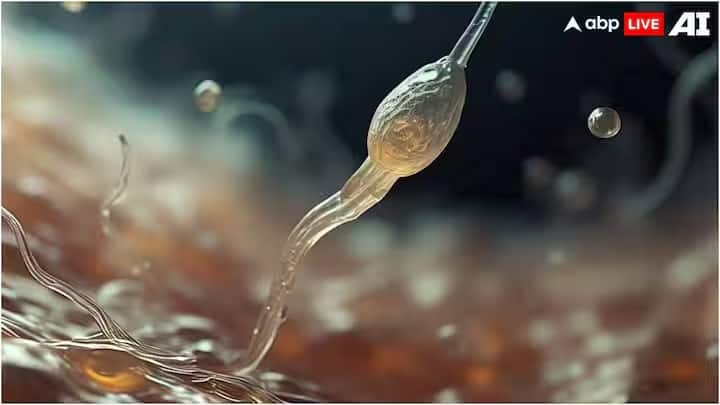 વિશ્વભરમાં પુરુષોમાં શુક્રાણુઓની સંખ્યામાં ઘટાડો ચિંતાનો વિષય બની રહ્યો છે. શુક્રાણુઓની સંખ્યામાં ઘટાડો પુરુષોની પ્રજનન ક્ષમતા સાથે સીધો સંબંધ ધરાવે છે. જો કોઈ પુરુષમાં શુક્રાણુઓની સંખ્યા ઓછી હોય, તો તેને પિતા બનવામાં ઘણી સમસ્યાઓનો સામનો કરવો પડી શકે છે.