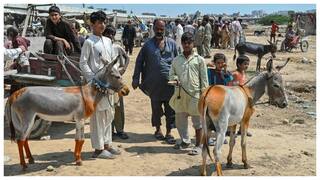 Pakistan: చైనాలో డిమాండ్​, పాక్​లో గాడిద ధరలకు రెక్కలు.. ఇదీ అసలు విషయం!