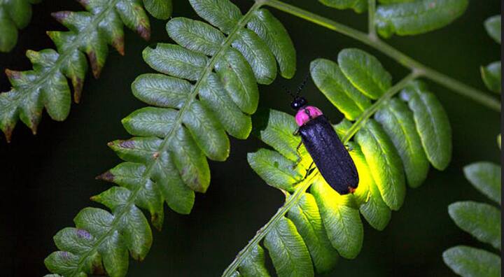 मात्र यंदा पूर्व मान्सून, अवकाळी आणि 15 दिवस आधीच मान्सूनने जोरदार हजेरी लावल्यामुळे  काजव्यांच्या प्रजनन प्रक्रियेत अडथळा निर्माण झाला आहे.