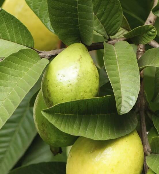 ਅਮਰੂਦ ਦੇ ਪੱਤਿਆਂ ਦਾ ਪਾਣੀ ਬਣਾਉਣਾ ਬਹੁਤ ਹੀ ਆਸਾਨ ਹੈ। ਸਭ ਤੋਂ ਪਹਿਲਾਂ ਤੁਸੀਂ 5 ਤਾਜ਼ੇ ਅਮਰੂਦ ਦੇ ਪੱਤੇ ਲਓ। ਫਿਰ 2 ਕੱਪ ਪਾਣੀ ਵਿੱਚ ਇਹ ਪੱਤੇ ਪਾਓ ਅਤੇ ਇਸ ਮਿਸ਼ਰਣ ਨੂੰ 10 ਤੋਂ 15 ਮਿੰਟ ਤੱਕ ਚੰਗੀ ਤਰ੍ਹਾਂ ਉਬਾਲੋ। ਉਬਲਣ ਤੋਂ ਬਾਅਦ ਪਾਣੀ ਨੂੰ ਛਾਣ ਲਵੋ। ਇਹ ਪਾਣੀ ਜਦੋਂ ਕੋਸਾ ਹੋ ਜਾਏ ਤਾਂ ਪੀ ਲਓ। ਜੇਕਰ ਤੁਹਾਨੂੰ ਕੋਈ ਦਿੱਕਤ ਹੈ ਤਾਂ ਪਹਿਲਾਂ ਡਾਕਰਟੀ ਸਲਾਹ ਜ਼ਰੂਰ ਲੈ ਲਓ।