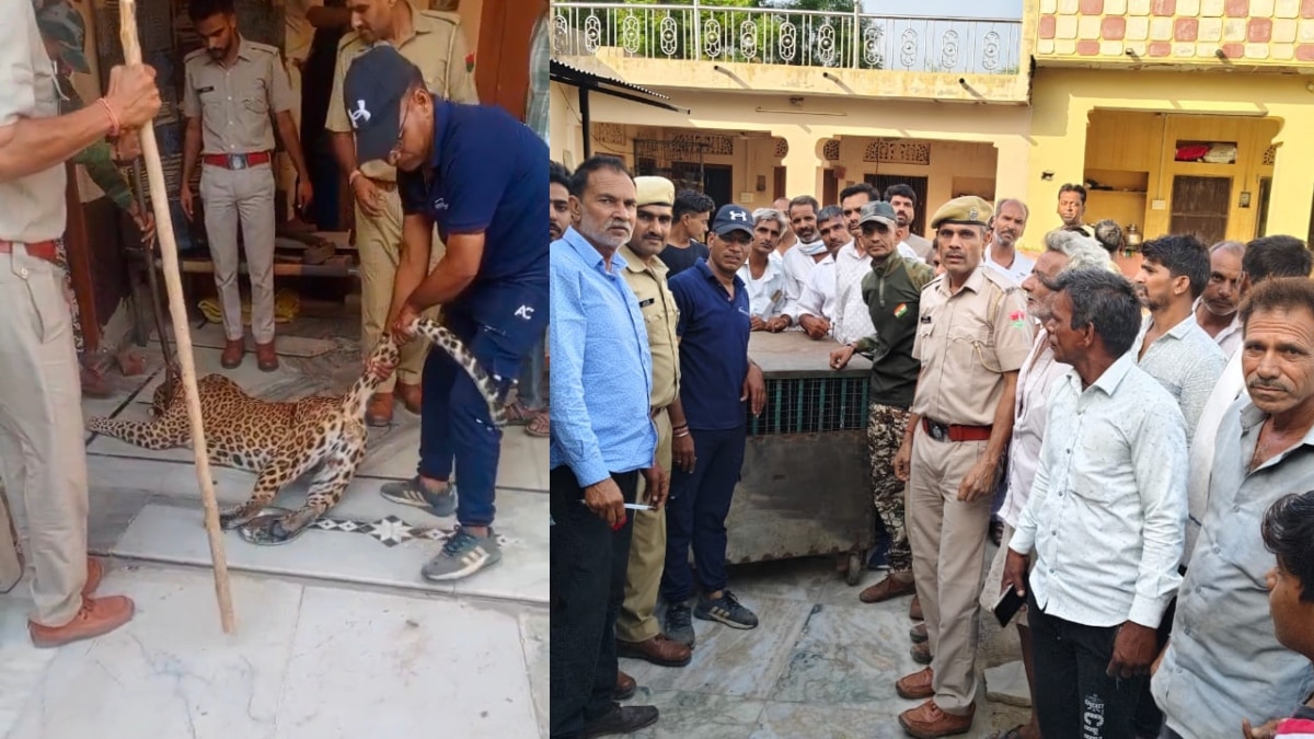 बकरी का शिकार करने देर रात मकान के किचन में घुसा तेंदुआ, वन विभाग की टीम ने ऐसे किया रेस्क्यू
