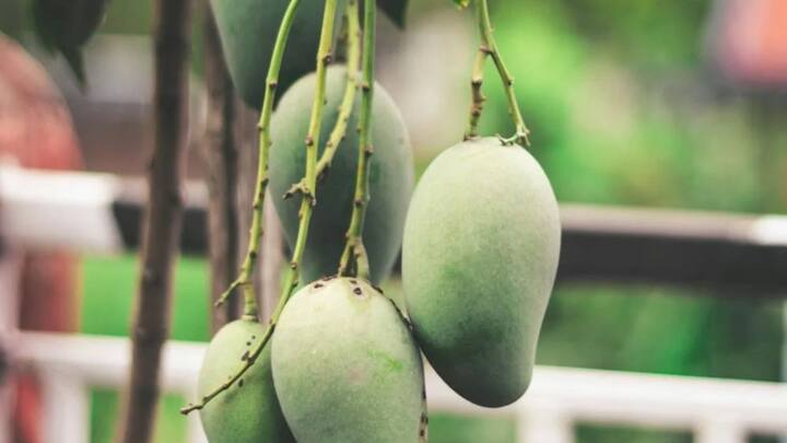 दुनियाभर में भारतीय आम की डिमांड इसलिए ज्यादा है, क्योंकि यहां आम की बहुत सारी वैरायटी हैं जो कि दुनिया में पसंद की जाती हैं. आइए जानें कि कौन से देश भारत से सबसे ज्यादा आम खरीदते हैं.