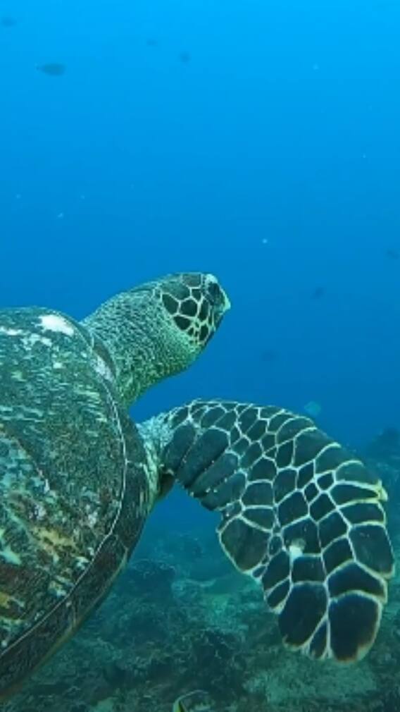 Coral Triangle Day 2025 — 9 Rare Sea Creatures You’ll Find In This Biodiversity Hotspot