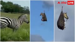 अमेरिका का मोस्ट वांटेड जेबरा, सड़क पर मचाई तबाही तो रेस्क्यू के लिए बुलाना पड़ गया हेलीकॉप्टर; देखें वीडियो 