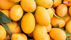 ਆਹ 6 ਲੋਕਾਂ ਨੂੰ ਨਹੀਂ ਖਾਣੇ ਚਾਹੀਦੇ ਅੰਬ, ਨਹੀਂ ਤਾਂ ਪਹੁੰਚ ਜਾਓਗੇ ਹਸਪਤਾਲ