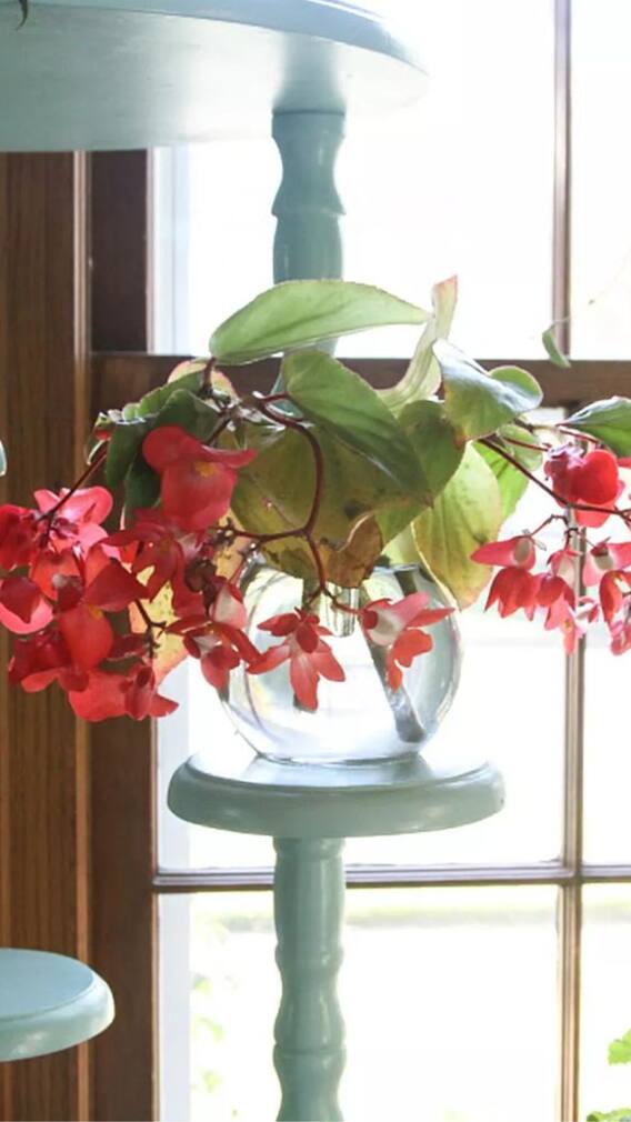 9 Beautiful Indoor Plants You Can Easily Grow In Water