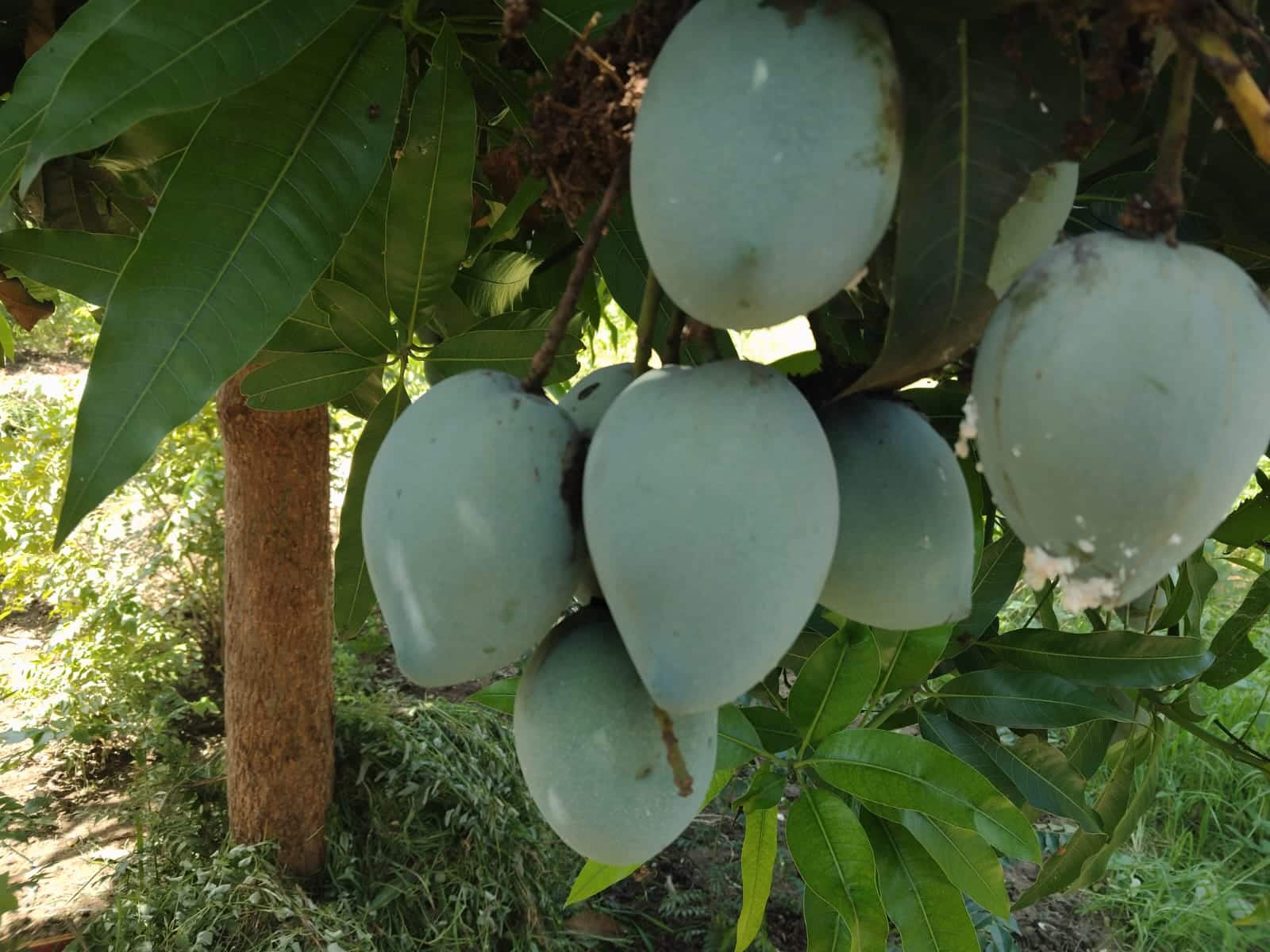 Panduru Mango: ఇందిరకు ఇష్టమైన 