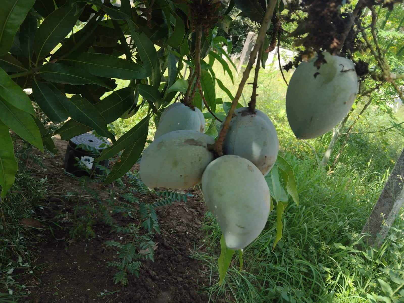 Panduru Mango: ఇందిరకు ఇష్టమైన 