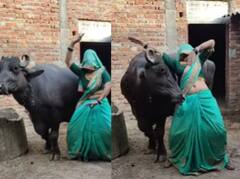 ਸਾੜੀ 'ਚ ਔਰਤ ਨੇ ਮੱਝ ਨਾਲ ਕੀਤਾ ਅਜਿਹਾ ਡਾਂਸ, ਲੋਕਾਂ ਨੂੰ ਆਉਣ ਲੱਗ ਪਈ ਸ਼ਰਮ, ਵੀਡੀਓ ਵੇਖ ਤੁਸੀਂ ਵੀ ਫੜ ਲਓਗੇ ਮੱਥਾ