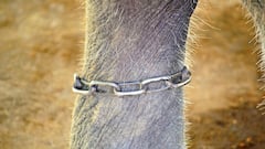 PETA India Demands Shutdown Of Telangana Animal Testing Lab Over 'Abuse'