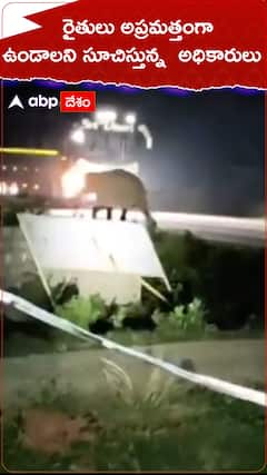 Elephant terror in Chittoor