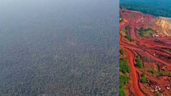 Gadchiroli tree cutting: गडचिरोलीत लोह खाणींसाठी 1 लाख झाडांची कत्तल होणार, सरकारचा हिरवा कंदील