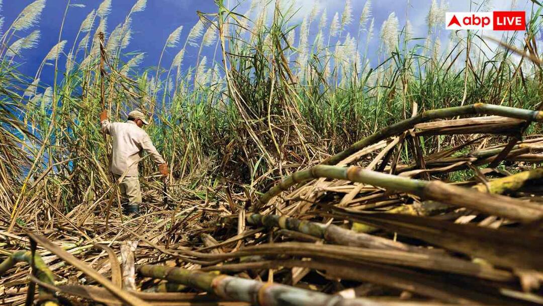 अब गन्ने की फसल के लिए होगा AI का इस्तेमाल, 30 फीसदी बढ़ेगा उत्पादन, खिले किसानों को चेहरे Now AI will be used for sugarcane crop production will increase by 30 percent अब गन्ने की फसल के लिए होगा AI का इस्तेमाल, 30 फीसदी बढ़ेगा उत्पादन, खिले किसानों को चेहरे