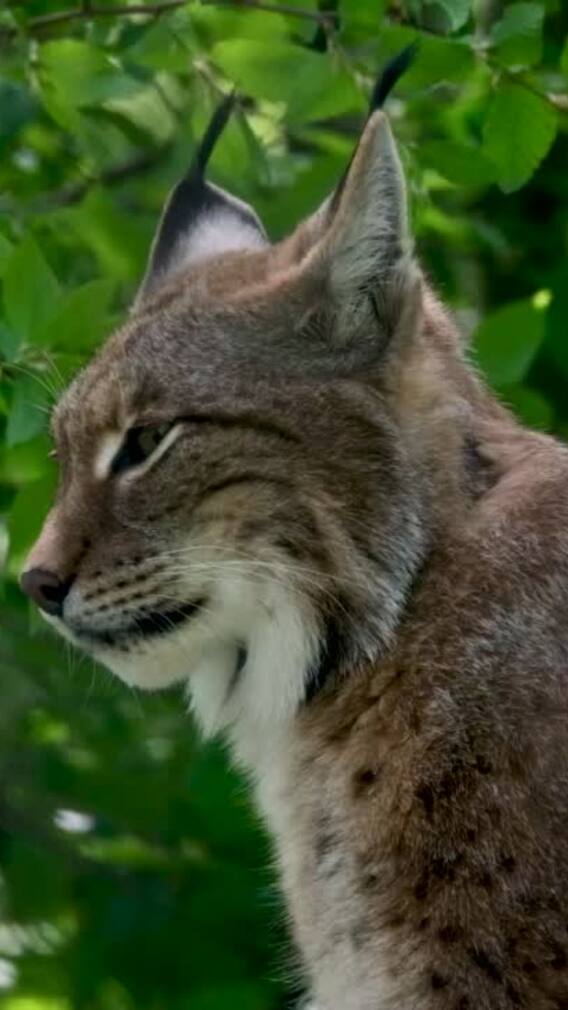 International Lynx Day 2025 — 9 Interesting Facts To Know About Lynx