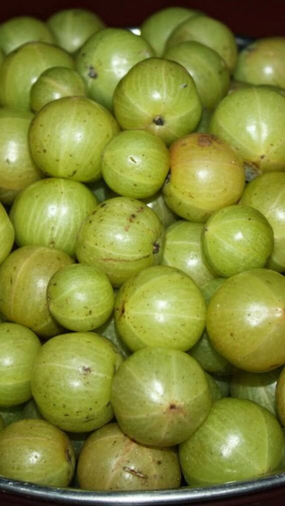 भारत में आंवला उत्पादन में कौन सा राज्य है सबसे आगे?