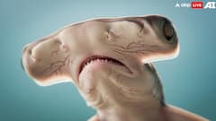 Shark Falls From Sky Onto Disc Golf Course: Osprey's Unusual Delivery