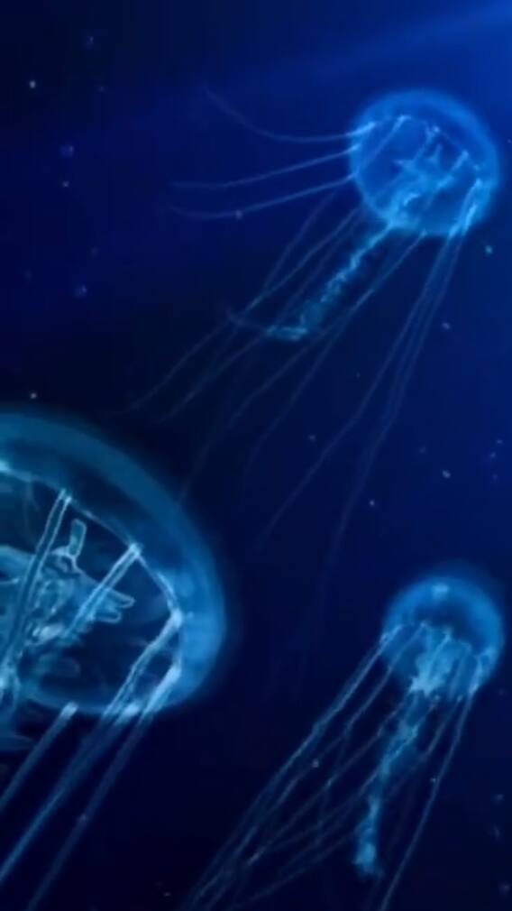 இந்த விலங்குகளுக்கு இப்படி ஒரு குணம் இருக்கா? - ஆச்சர்ய தகவல்கள்!