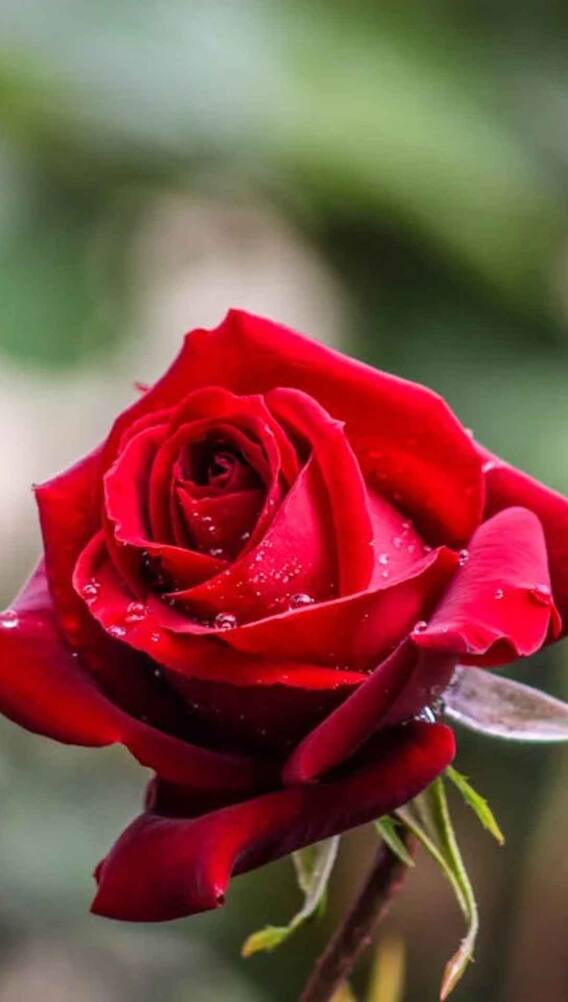 क्या इश्क से ही है नेशनल रेड रोज डे का भी कनेक्शन