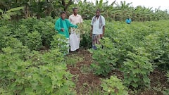 தஞ்சாவூர் விவசாயிகள் வேதனை: காட்டுப்பன்றிகள் பயிர்களை அழிப்பதால் பெரும் இழப்பு, நிவாரணம் தேவை!