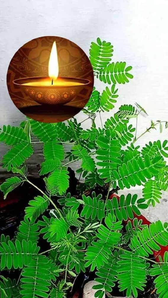 शमी के पास क्यों जलाना चाहिए तिल के तेल का दीया?