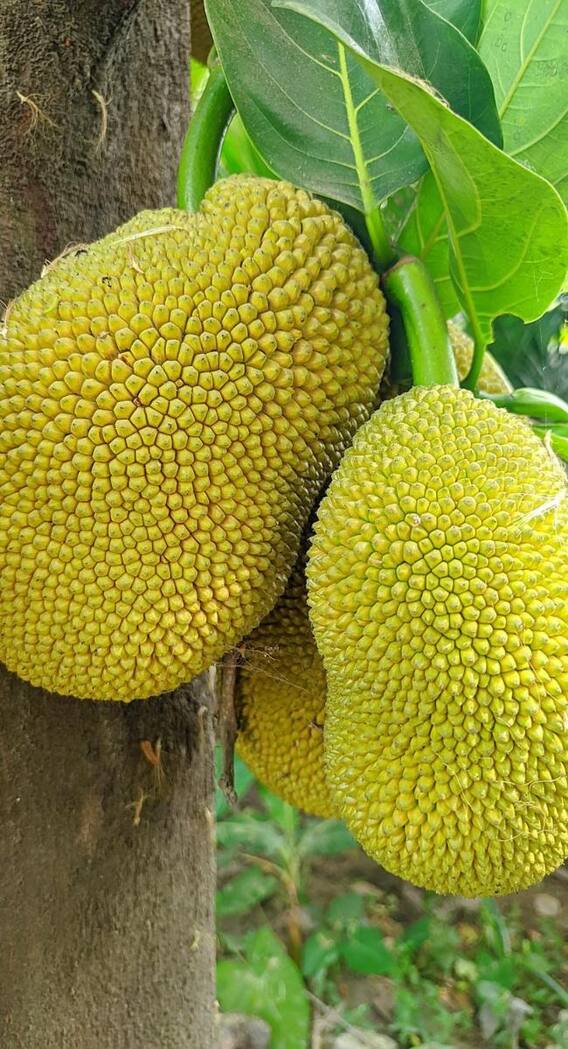 कटहल की खेती के वक्त ध्यान रखें ये बातें