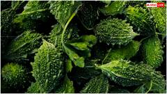 सेहत के लिए वरदान से कम नहीं हैं ये कड़वी चीजें, ज्यादातर लोग कर देते हैं इग्नोर