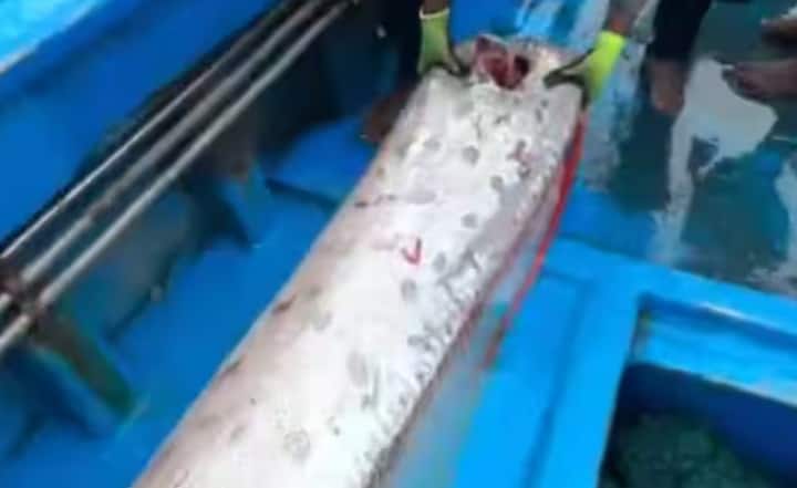 ਓਰਫਿਸ਼ ਵਰਗੀ ਰਹੱਸਮਈ ਮੱਛੀ ਸਾਨੂੰ ਯਾਦ ਦਿਵਾਉਂਦੀ ਹੈ ਕਿ ਕੁਦਰਤੀ ਸੰਸਾਰ ਅਜੇ ਵੀ ਬਹੁਤ ਸਾਰੇ ਰਹੱਸਾਂ ਨਾਲ ਭਰਿਆ ਹੋਇਆ ਹੈ। ਓਰਫਿਸ਼, ਜਿਸਦਾ ਵਿਗਿਆਨਕ ਨਾਮ ਰੇਗਲੇਕਸ ਗਲੇਸਨੇ (Regalecus glesne) ਹੈ, ਦੁਨੀਆ ਦੀ ਸਭ ਤੋਂ ਲੰਬੀ ਹੱਡੀ ਵਾਲੀ ਮੱਛੀਆਂ ਵਿੱਚੋਂ ਇੱਕ ਮੰਨਿਆ ਜਾਂਦਾ ਹੈ। ਇਹ ਮੱਛੀ ਅਕਸਰ 200 ਤੋਂ 1,000 ਮੀਟਰ ਦੀ ਡੂੰਘਾਈ 'ਤੇ ਰਹਿੰਦੀ ਹੈ ਅਤੇ 30 ਫੁੱਟ ਤੱਕ ਲੰਬੀ ਹੋ ਸਕਦੀ ਹੈ।