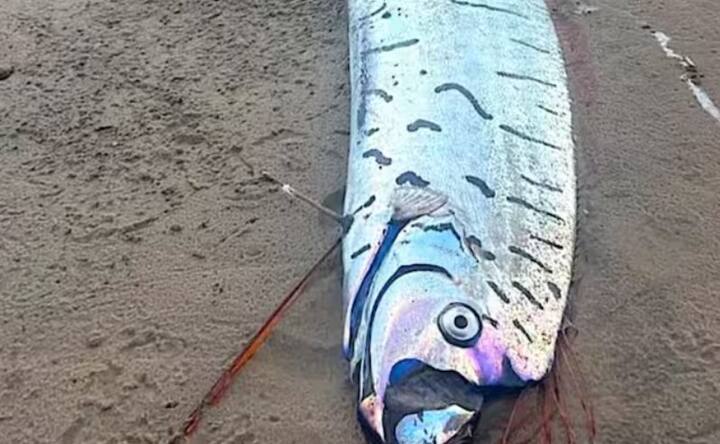 ਤਾਮਿਲਨਾਡੂ ਦੇ ਤੱਟਵਰਤੀ ਖੇਤਰ ਵਿੱਚ ਮਛੇਰਿਆਂ ਨੇ ਇੱਕ ਵਿਸ਼ਾਲ ਓਰਫਿਸ਼ ਫੜੀ, ਜਿਸਨੇ ਸਥਾਨਕ ਲੋਕਾਂ ਵਿੱਚ ਡਰ ਅਤੇ ਉਤਸੁਕਤਾ ਫੈਲਾ ਦਿੱਤੀ। ਇਸਨੂੰ ਇੱਕ ਵਿਨਾਸ਼ਕਾਰੀ ਮੱਛੀ ਕਿਹਾ ਜਾਣ ਲੱਗਾ। ਓਰਫਿਸ਼ ਦਾ ਇਤਿਹਾਸ ਕਈ ਕੁਦਰਤੀ ਆਫ਼ਤਾਂ ਨਾਲ ਜੁੜਿਆ ਹੋਇਆ ਹੈ। ਇਸਦੀ ਮੌਜੂਦਗੀ ਨੂੰ ਅਕਸਰ ਭੂਚਾਲ ਜਾਂ ਸੁਨਾਮੀ ਦੇ ਪੂਰਵਗਾਮੀ ਵਜੋਂ ਦੇਖਿਆ ਜਾਂਦਾ ਰਿਹਾ ਹੈ।