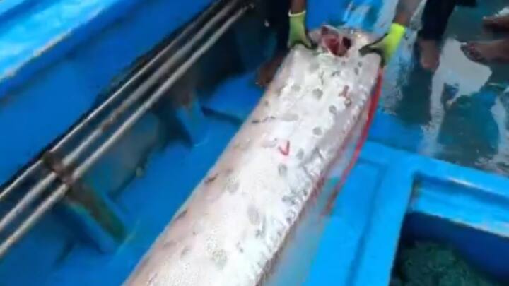 ओरफिश, जिसका वैज्ञानिक नाम Regalecus glesne है, दुनिया की सबसे लंबी बोनफिश में से एक मानी जाती है. यह मछली अक्सर 200 से 1,000 मीटर की गहराई में रहती है और 30 फीट तक लंबी हो सकती है.