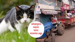 कोल्हापुरात एकाच घरात 35 मांजरं, कारवाईत तीन मांजरं सापडली अन् बाकीची बघता बघता पळाली, एकाने घेतला कर्मचाऱ्याचा चावा