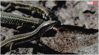 गर्मियों में आपके घर भी आ रही हैं छिपकली? ये है इसे दूर रखने का देसी जुगाड़