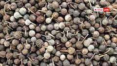 प्रियंगु: आपकी सेहत का रखवाला, त्वचा और पेट की बीमारियों में असरदार