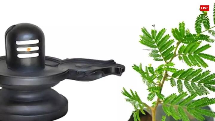 जो महिलाएं पहली बार जया पार्वती व्रत कर रही हैं वह जान लें कि इस व्रत में नमक खाने की मनाही होती है. इसके अलावा गेहूं का आटा और सभी तरह की सब्जियां भी नहीं खानी चाहिए.