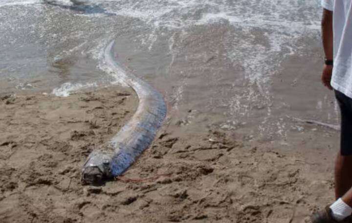 ਵਿਗਿਆਨ ਇਸ ਵਿਚਾਰ ਨੂੰ ਬੇਬੁਨਿਆਦ ਮੰਨਦਾ ਹੈ ਕਿ ਓਰਫਿਸ਼ ਕੁਦਰਤੀ ਆਫ਼ਤਾਂ ਦੀ ਭਵਿੱਖਬਾਣੀ ਕਰ ਸਕਦੀ ਹੈ। ਸਮੁੰਦਰੀ ਜੀਵ ਵਿਗਿਆਨੀਆਂ ਦੇ ਅਨੁਸਾਰ, ਓਰਫਿਸ਼ ਪਾਣੀ ਦੇ ਤਾਪਮਾਨ ਵਿੱਚ ਤਬਦੀਲੀਆਂ ਕਾਰਨ ਸਤ੍ਹਾ 'ਤੇ ਆਉਂਦੀ ਹੈ।