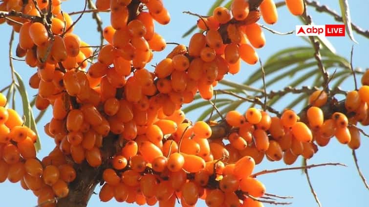 Sea Buckthorn: ‘सी बकथॉर्न’ छोटा फल लेकिन बड़े फायदे, जानिए इसके स्वास्थ्य लाभ